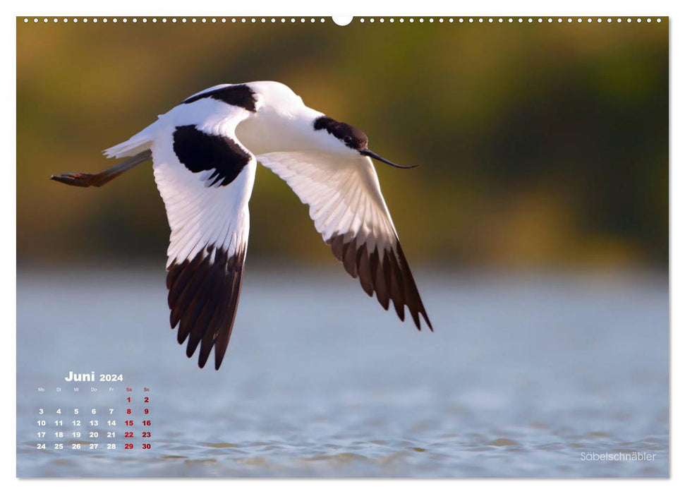 Wading birds on the Frisian IJsselmeer coast (CALVENDO Premium Wall Calendar 2024) 