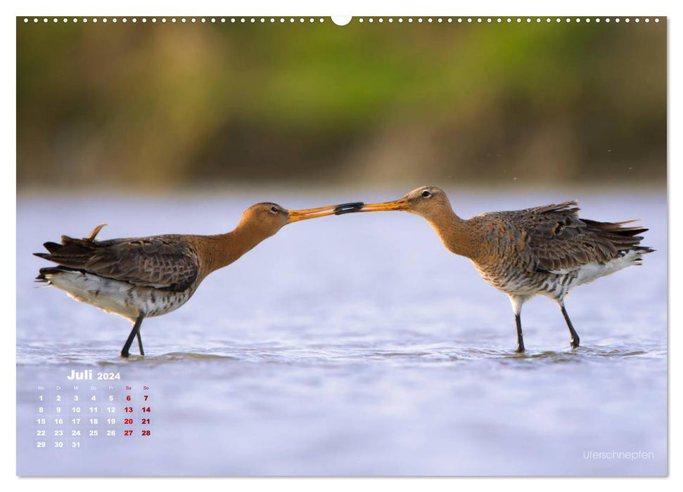 Wading birds on the Frisian IJsselmeer coast (CALVENDO Premium Wall Calendar 2024) 