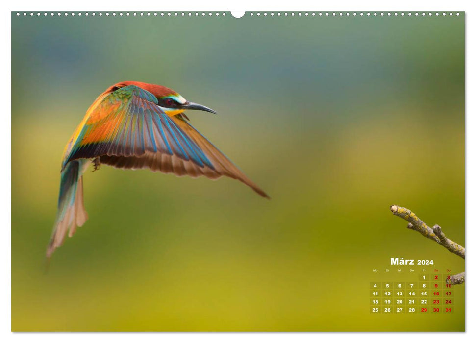 Bee-eaters, our most colorful summer guests in Germany (CALVENDO Premium Wall Calendar 2024) 