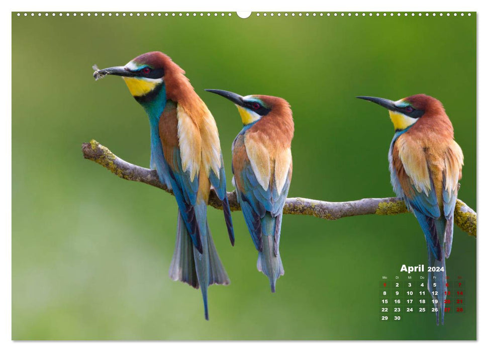 Bee-eaters, our most colorful summer guests in Germany (CALVENDO Premium Wall Calendar 2024) 