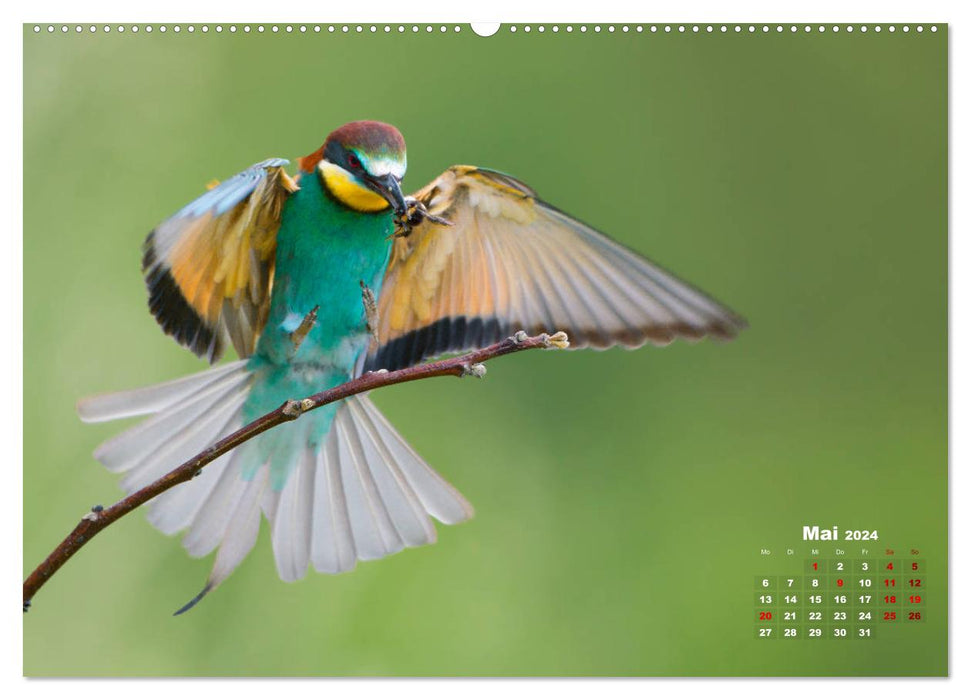 Bee-eaters, our most colorful summer guests in Germany (CALVENDO Premium Wall Calendar 2024) 