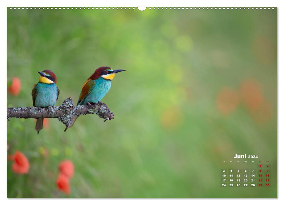 Bee-eaters, our most colorful summer guests in Germany (CALVENDO Premium Wall Calendar 2024) 