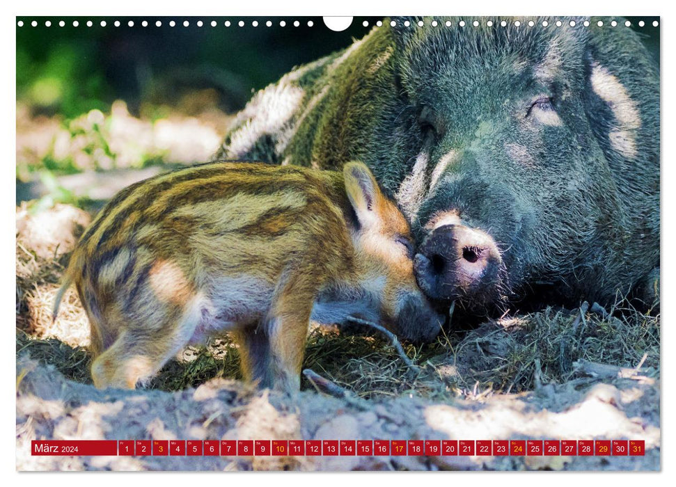 Naturerlebnisse in Nordhessen (CALVENDO Wandkalender 2024)