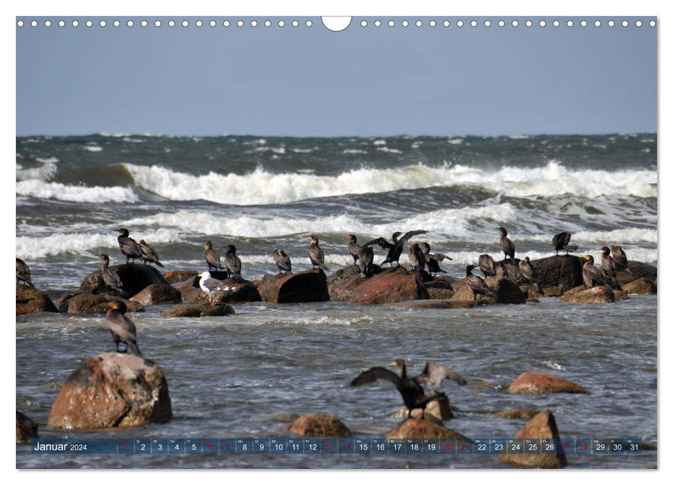 Bornholm - sunny island in the Baltic Sea (CALVENDO wall calendar 2024) 