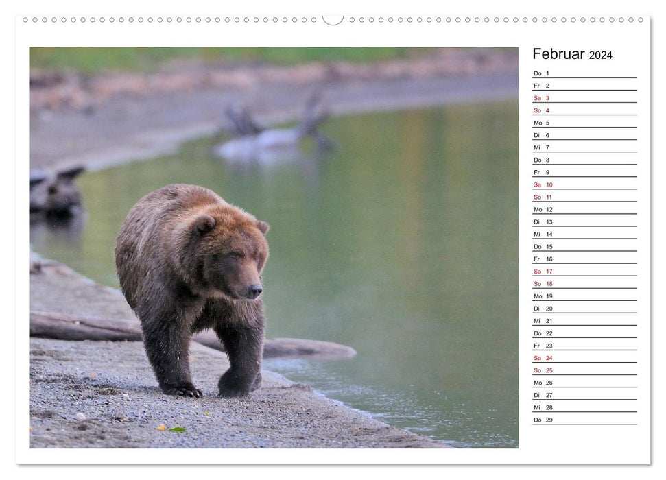 Ours bruns d'Alaska - rencontres avec les espèces d'ours (Calendrier mural CALVENDO Premium 2024) 