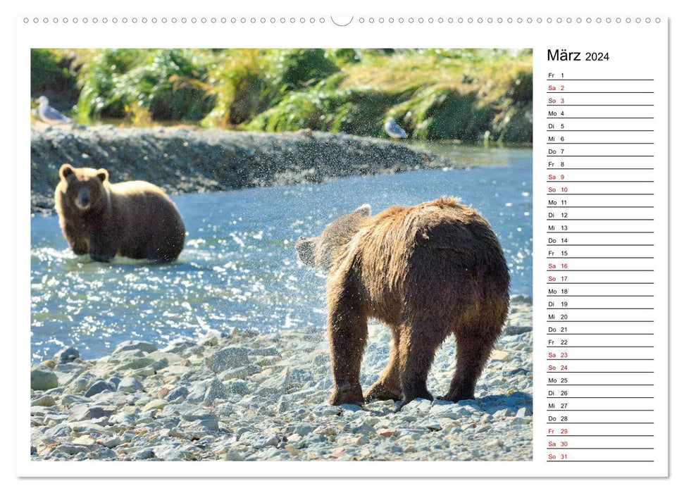 Alaskas Braunbären - Begegnungen der bärigen Art (CALVENDO Premium Wandkalender 2024)