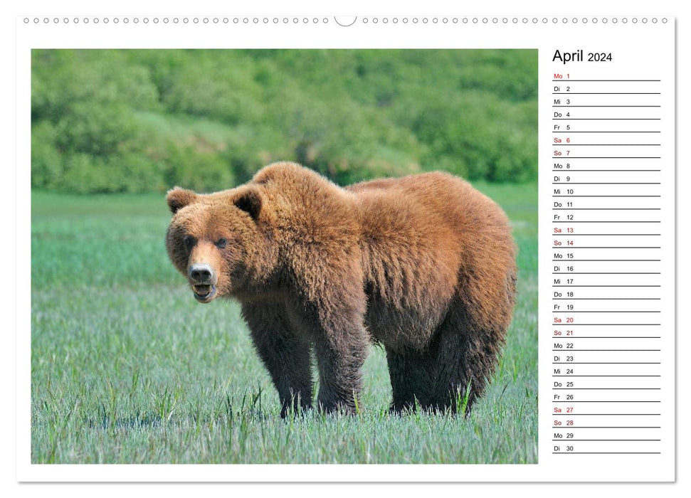 Ours bruns d'Alaska - rencontres avec les espèces d'ours (Calendrier mural CALVENDO Premium 2024) 