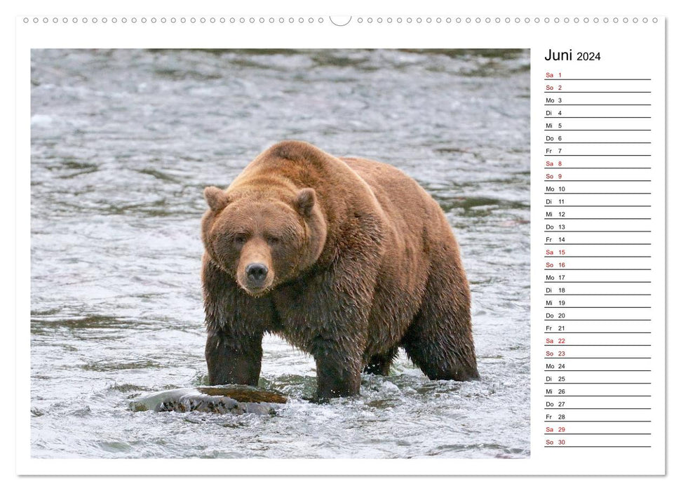 Ours bruns d'Alaska - rencontres avec les espèces d'ours (Calendrier mural CALVENDO Premium 2024) 