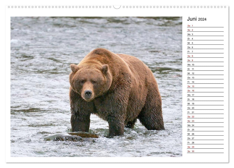Alaskas Braunbären - Begegnungen der bärigen Art (CALVENDO Premium Wandkalender 2024)
