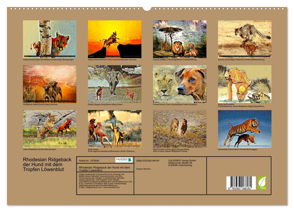Rhodesian Ridgeback le chien avec la goutte de sang de lion (Calendrier mural CALVENDO Premium 2024) 