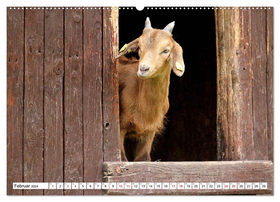 Goats - The Stars from the Petting Zoo (CALVENDO Premium Wall Calendar 2024) 