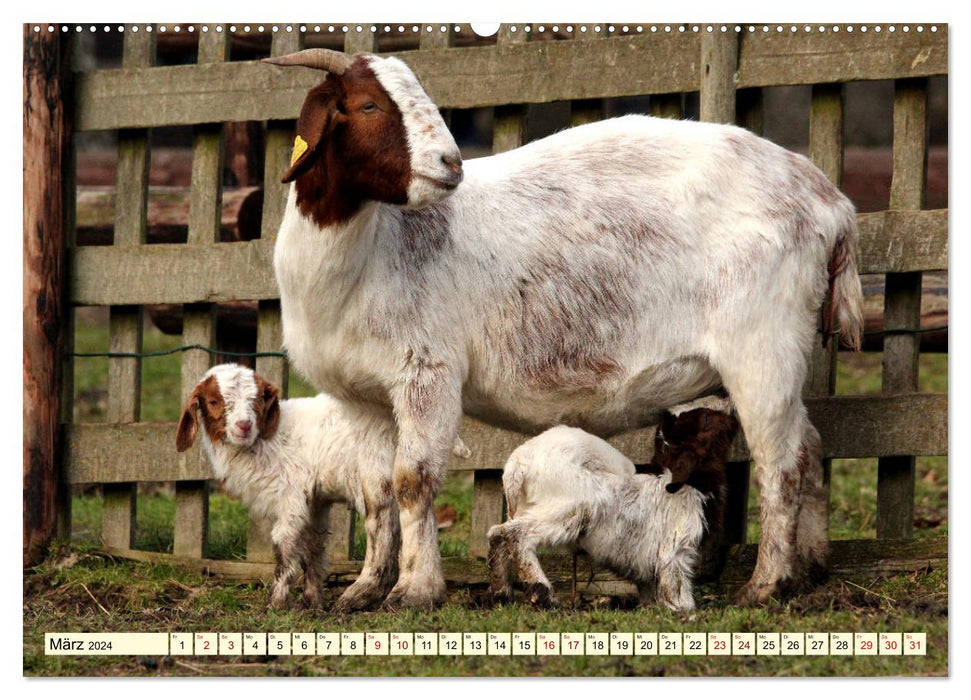 Chèvres – Les étoiles du zoo pour enfants (Calvendo Premium Wall Calendar 2024) 