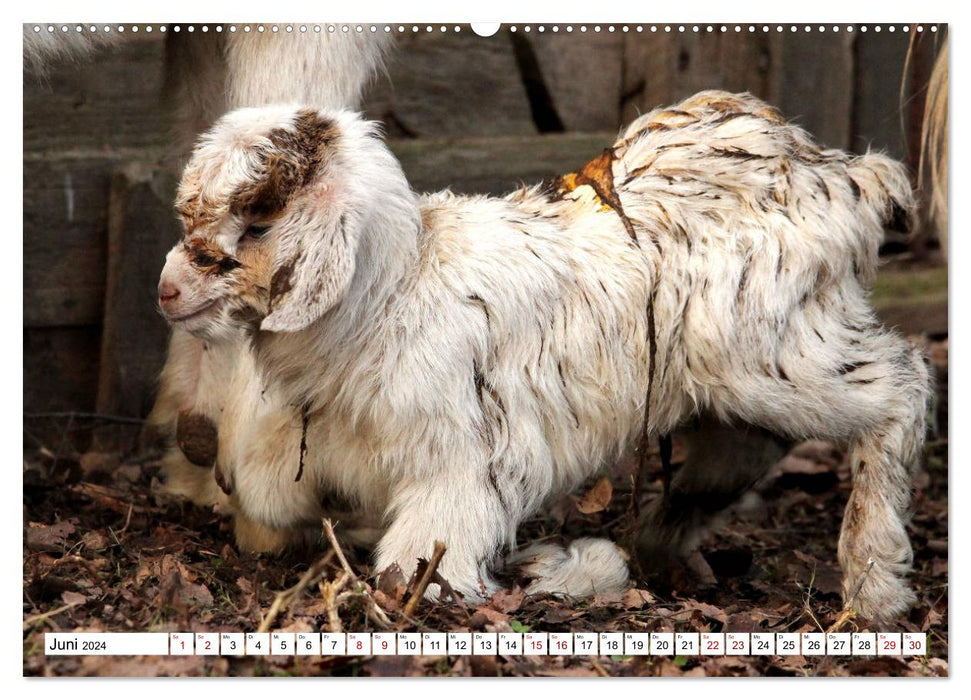 Goats - The Stars from the Petting Zoo (CALVENDO Premium Wall Calendar 2024) 
