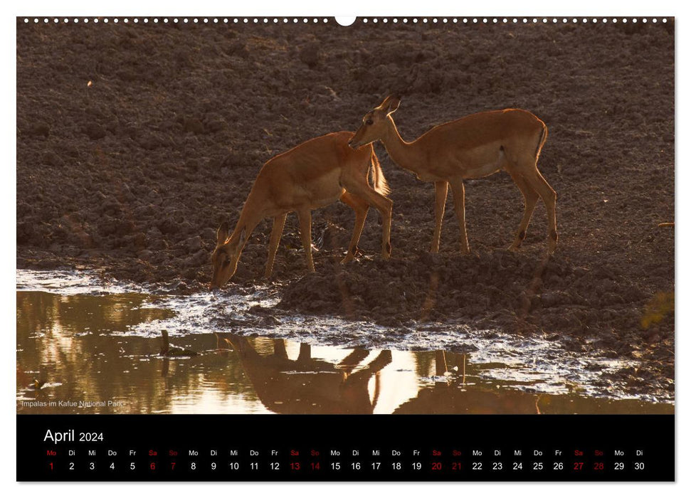 ZAMBIA IN THE HEART OF AFRICA (CALVENDO Premium Wall Calendar 2024) 