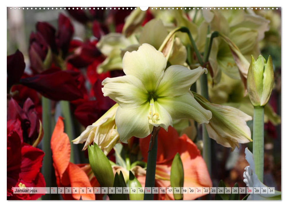 Amaryllis flowers (CALVENDO Premium Wall Calendar 2024) 