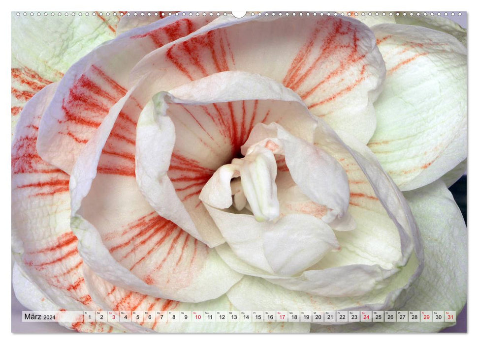 Amaryllis-Blüten (CALVENDO Premium Wandkalender 2024)