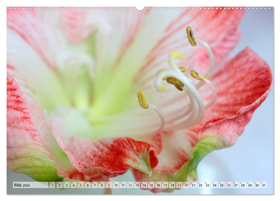 Amaryllis-Blüten (CALVENDO Premium Wandkalender 2024)