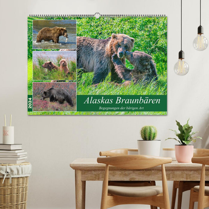 Ours bruns d'Alaska - rencontres des espèces d'ours (calendrier mural CALVENDO 2024) 