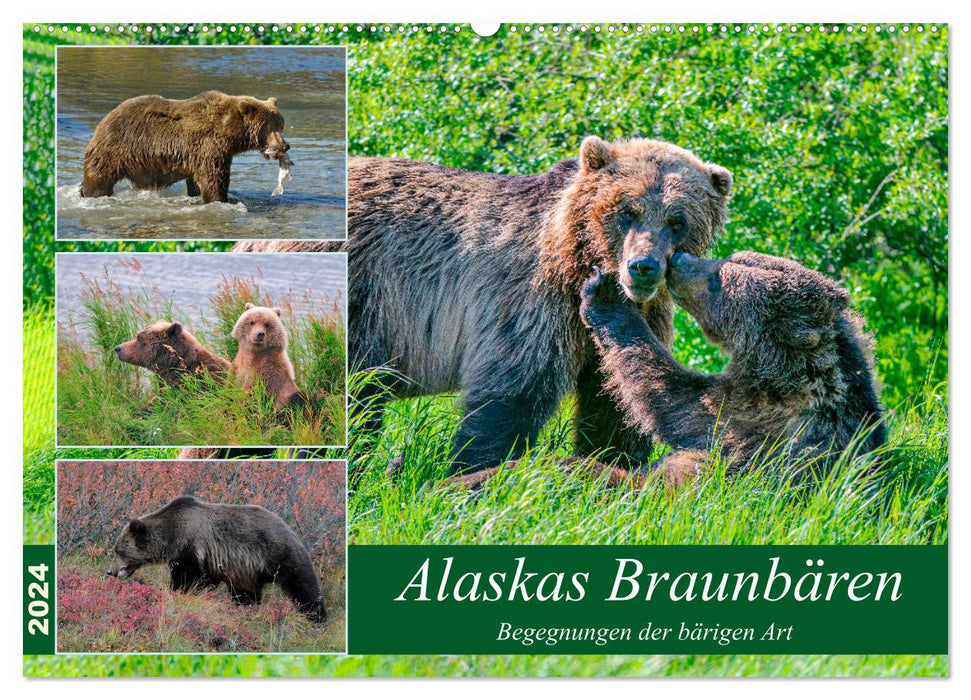 Ours bruns d'Alaska - rencontres des espèces d'ours (calendrier mural CALVENDO 2024) 