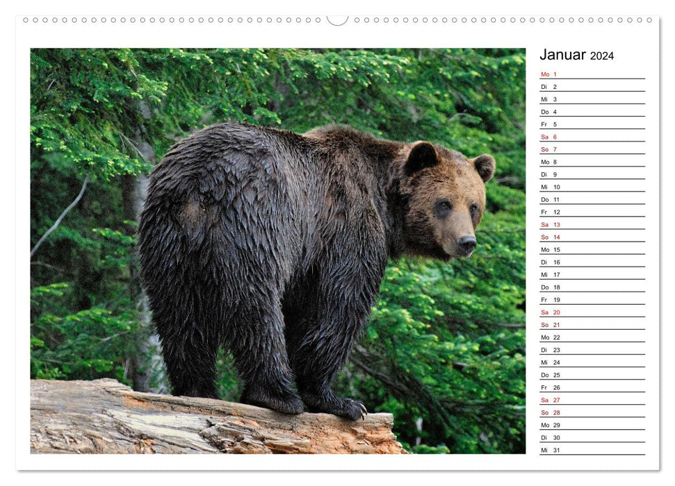 Ours bruns d'Alaska - rencontres des espèces d'ours (calendrier mural CALVENDO 2024) 