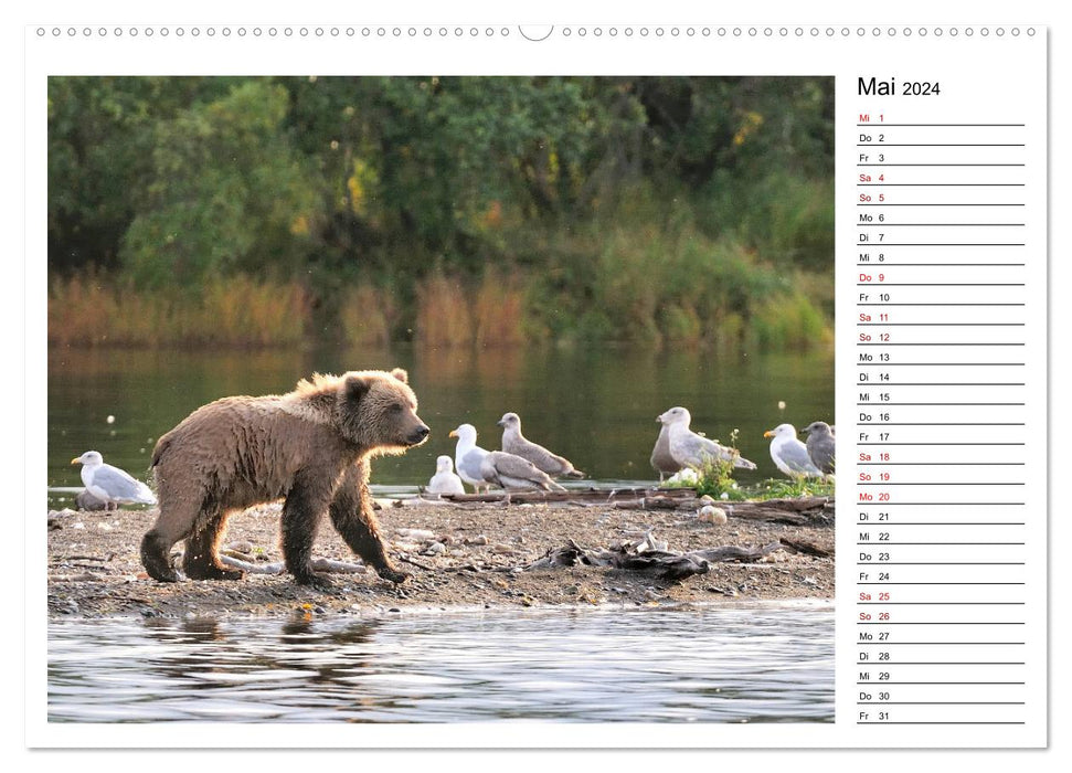 Ours bruns d'Alaska - rencontres des espèces d'ours (calendrier mural CALVENDO 2024) 