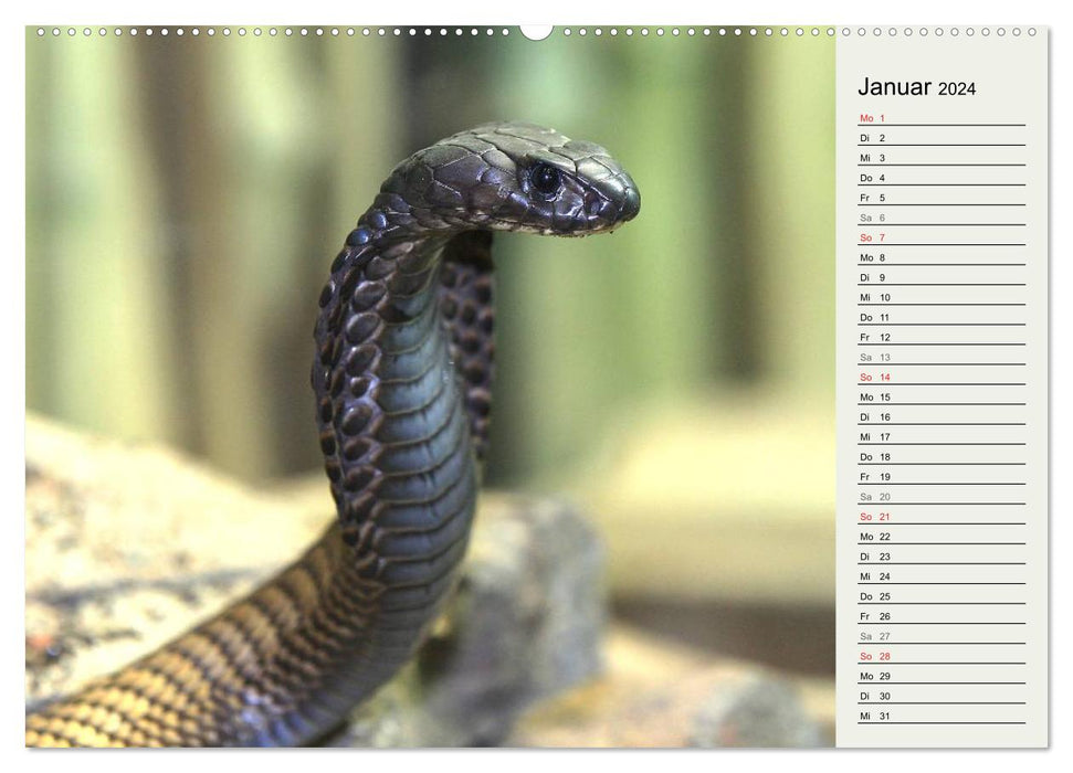 Gefährliche Schlangen (CALVENDO Premium Wandkalender 2024)