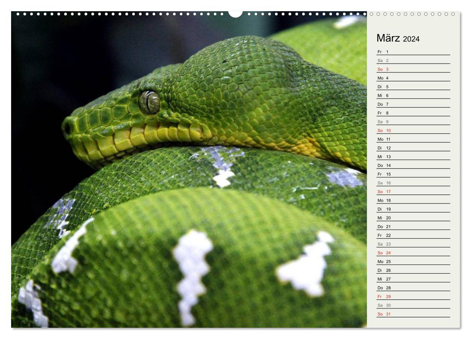 Serpents dangereux (Calendrier mural CALVENDO Premium 2024) 