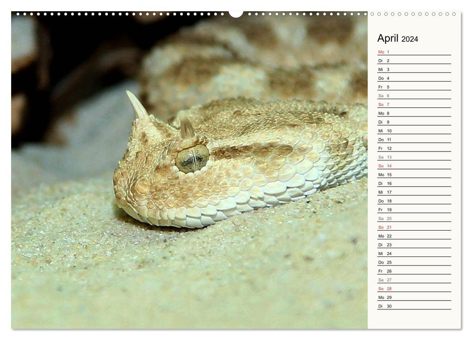 Dangerous snakes (CALVENDO Premium wall calendar 2024) 
