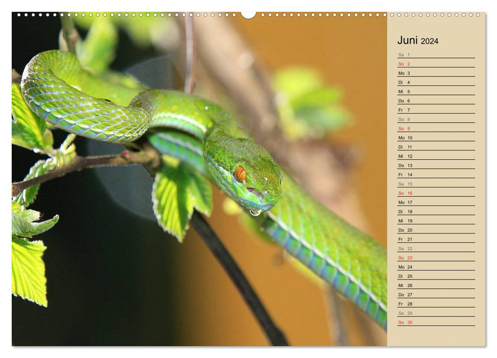 Gefährliche Schlangen (CALVENDO Premium Wandkalender 2024)