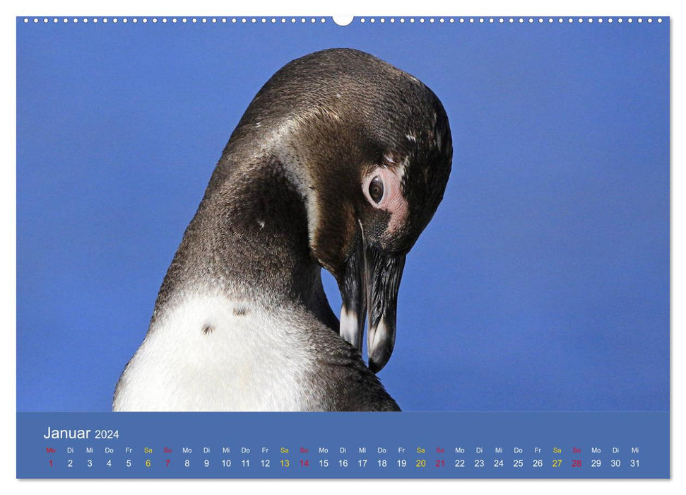 Pingouins en portrait - personnes portant des fracs en Afrique du Sud (Calvendo Premium Wall Calendar 2024) 