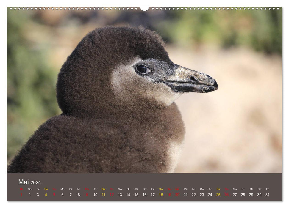 Pinguine im Portrait - Frackträger in Südafrika (CALVENDO Premium Wandkalender 2024)