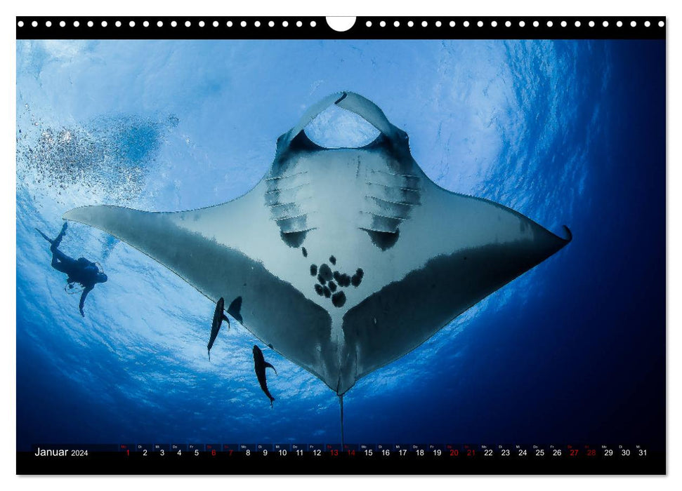 Unterwasser-Aufnahmen aus Socorro-Mexico (CALVENDO Wandkalender 2024)