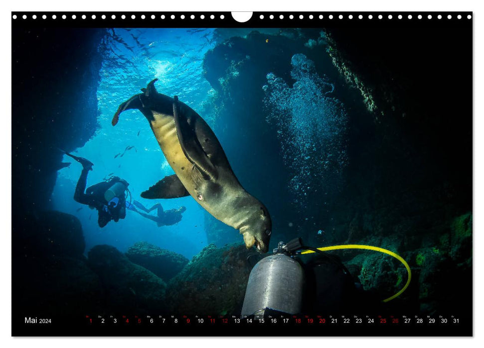 Unterwasser-Aufnahmen aus Socorro-Mexico (CALVENDO Wandkalender 2024)