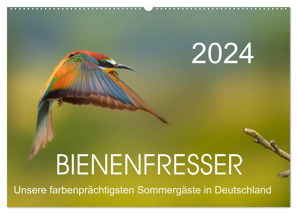 Bienenfresser, unsere farbenprächtigsten Sommergäste in Deutschland (CALVENDO Wandkalender 2024)
