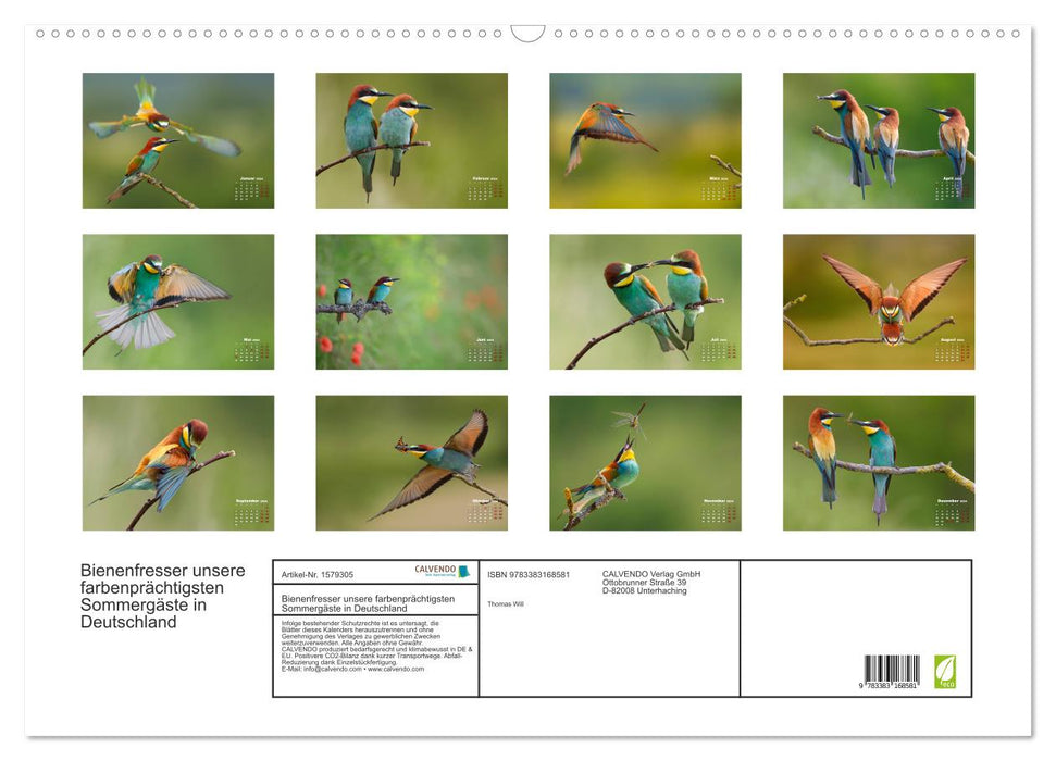 Bienenfresser, unsere farbenprächtigsten Sommergäste in Deutschland (CALVENDO Wandkalender 2024)