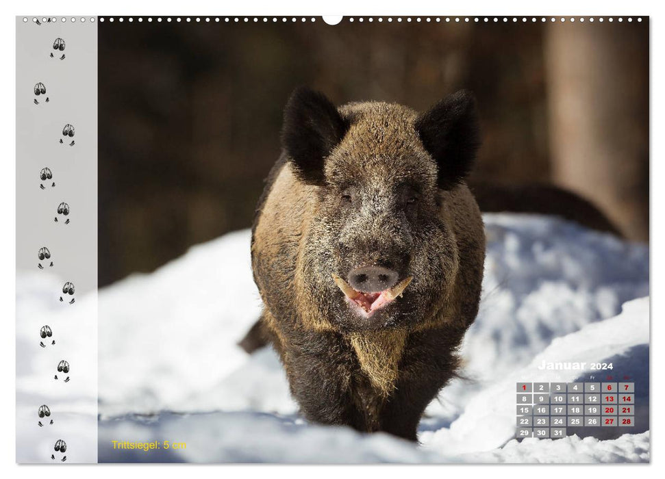 Tierspuren in der Natur (CALVENDO Premium Wandkalender 2024)