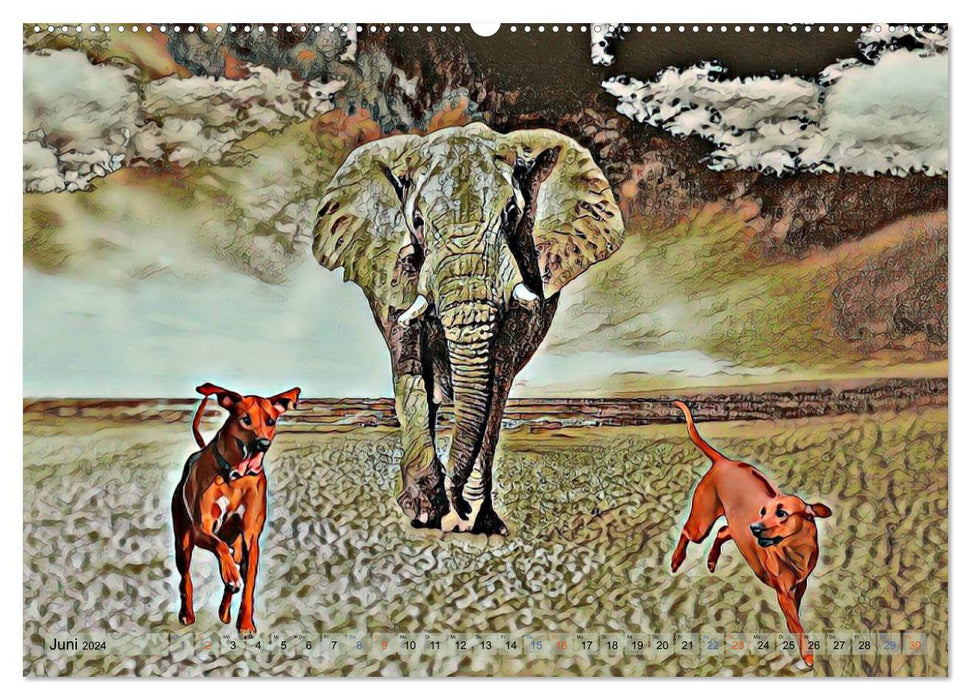 Rhodesian Ridgeback le chien avec la goutte de sang de lion (calendrier mural CALVENDO 2024) 