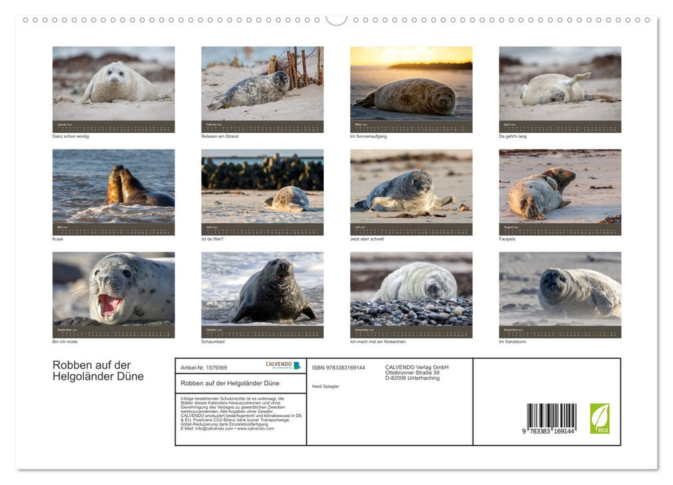 Robben auf der Helgoländer Düne (CALVENDO Premium Wandkalender 2024)
