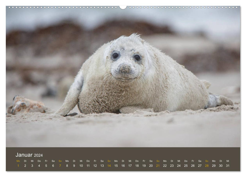 Robben auf der Helgoländer Düne (CALVENDO Premium Wandkalender 2024)