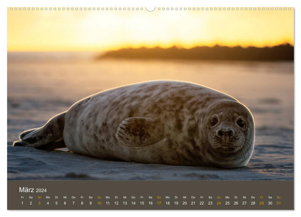 Sceaux sur la dune d'Heligoland (Calvendo Premium Wall Calendar 2024) 