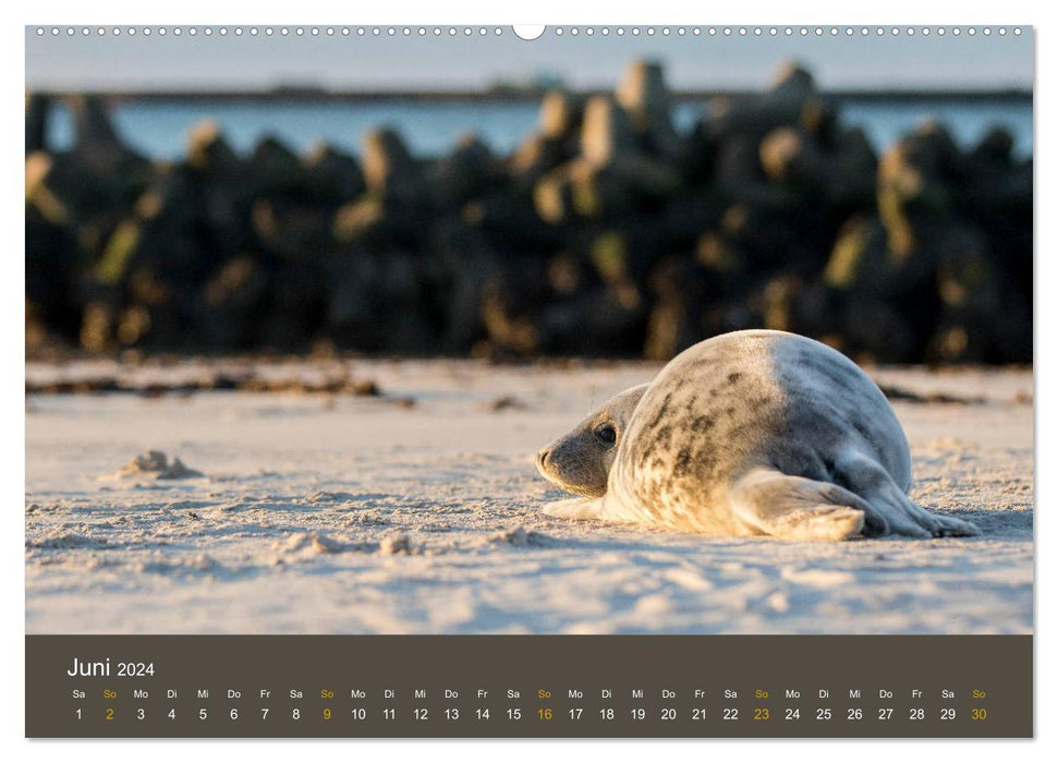 Sceaux sur la dune d'Heligoland (Calvendo Premium Wall Calendar 2024) 