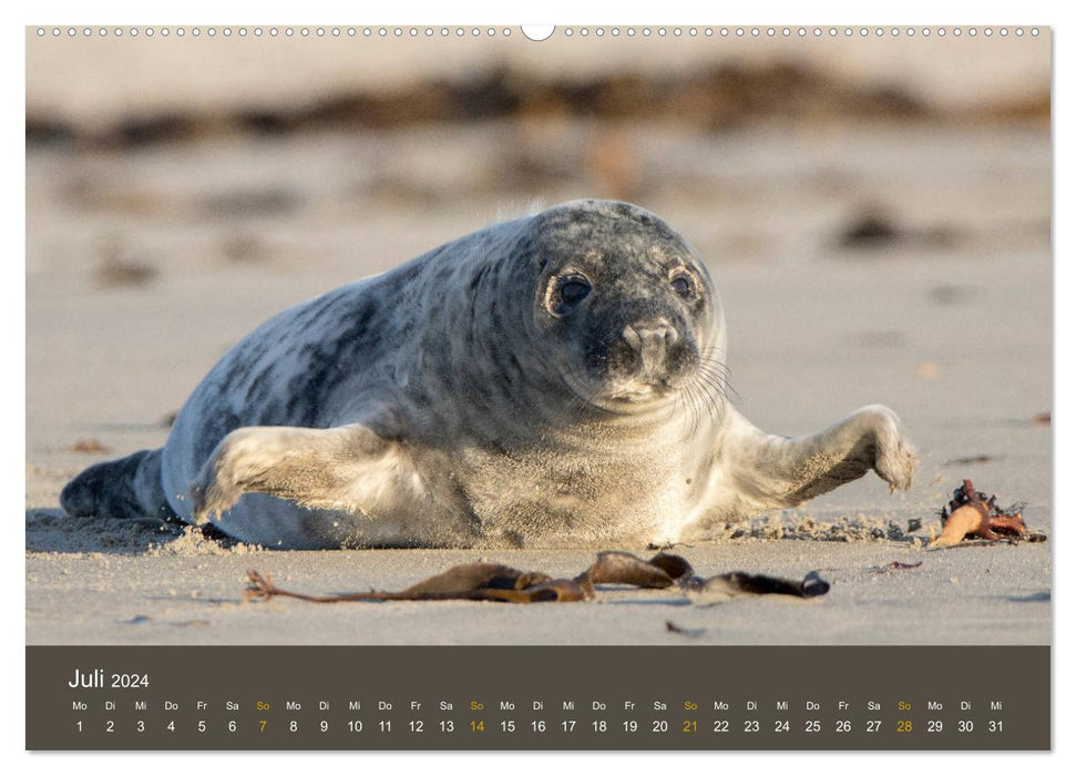 Robben auf der Helgoländer Düne (CALVENDO Premium Wandkalender 2024)