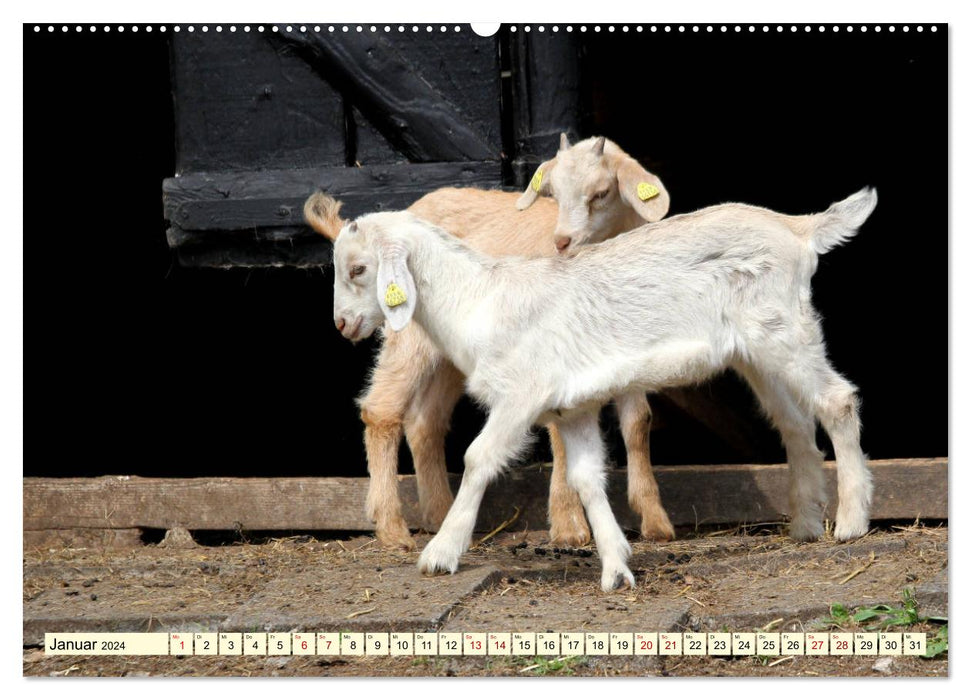 Chèvres - Les étoiles du zoo pour enfants (Calendrier mural CALVENDO 2024) 