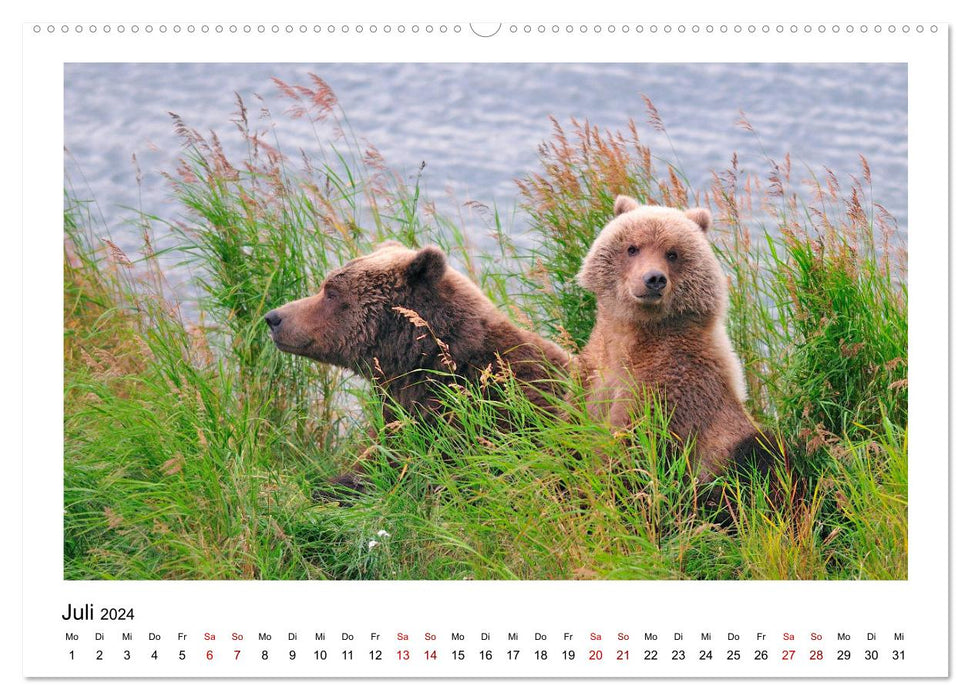 Braunbären in Alaska (CALVENDO Premium Wandkalender 2024)
