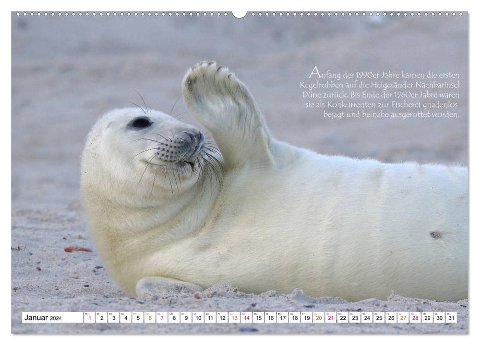 Phoques gris sur l'île de Dune (Calendrier mural CALVENDO Premium 2024) 