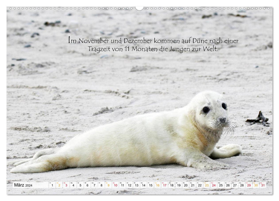 Phoques gris sur l'île de Dune (Calendrier mural CALVENDO Premium 2024) 