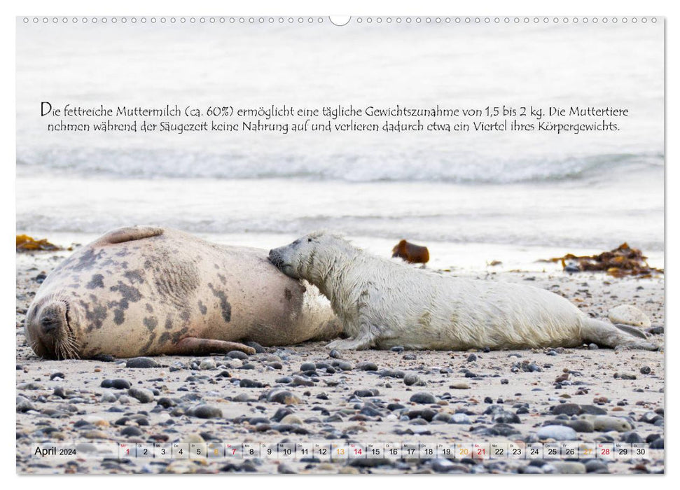 Phoques gris sur l'île de Dune (Calendrier mural CALVENDO Premium 2024) 