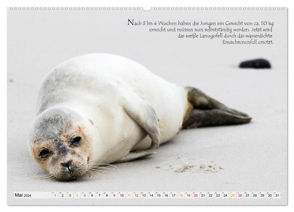 Phoques gris sur l'île de Dune (Calendrier mural CALVENDO Premium 2024) 