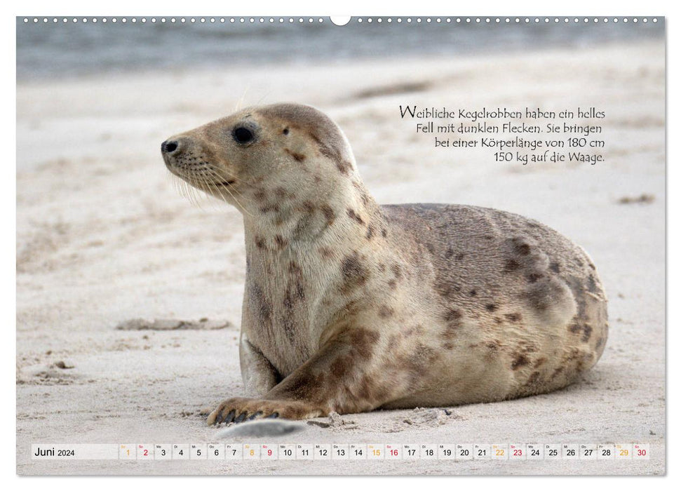 Phoques gris sur l'île de Dune (Calendrier mural CALVENDO Premium 2024) 