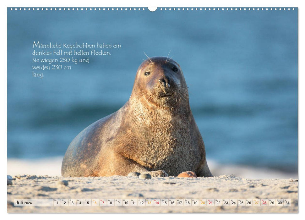 Phoques gris sur l'île de Dune (Calendrier mural CALVENDO Premium 2024) 